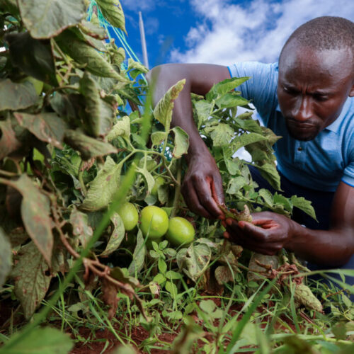 Ghana Ag Tour