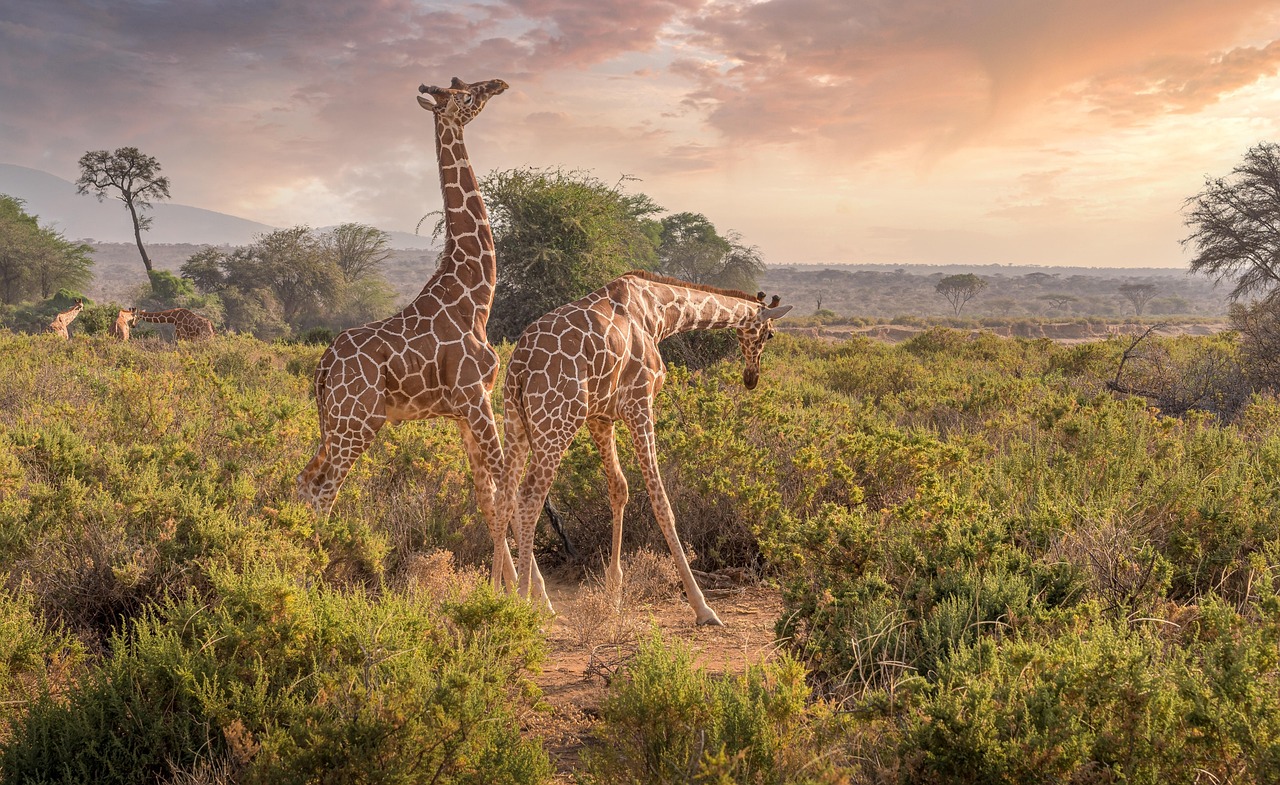2026 Kenya Ag Tour - Image 2